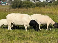 Koç, Dorper sheep — foto 3