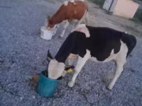 Taureau, Swiss cattle — photo 7