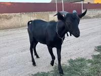 Kozioł, Murcia-Granada goats — zdjęcie 2