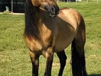 பெண் குதிரை, Rocky Mountain Horse — புகைப்படம் 2