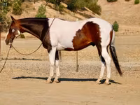 Aygır, National Show Horse — foto 8