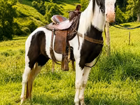 Hengst, Appaloosa — Foto 6