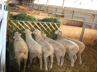 Koç, Dorset horn sheep — foto 4