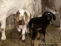 Oğlak, Kamori goats — foto 4