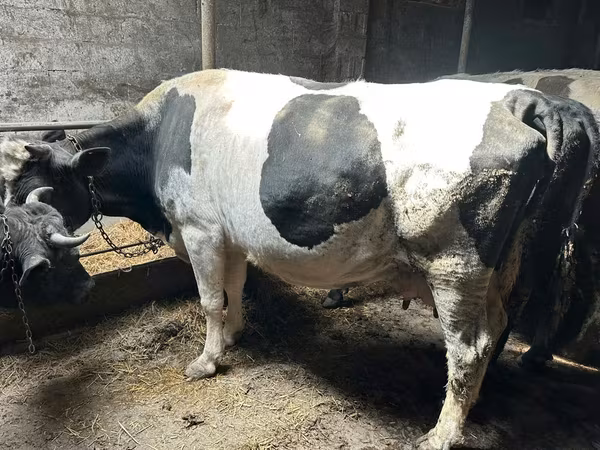 母牛, Holstein breed