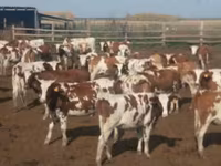 Kuh, Swiss cattle — Foto 1