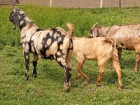 Oğlak, Nubian Goat — foto 2