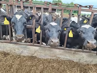 பசு, ஐர்ஷயர் — புகைப்படம் 7