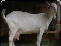 Ziegenbock, Saanen goat — Foto 5