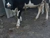 गाय, गोलस्टीन नस्ल — फ़ोटो 1