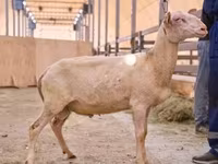 Bélier, East Friesian Dairy sheep — photo 1