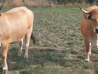 Vaca, Aubrac cattle — foto 2