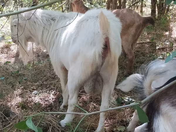 Billy Goat, LaMancha goats