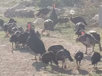Norfolk Negro — foto 3