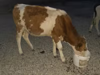 Taureau, Swiss cattle — photo 3