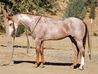 Aygır, National Show Horse — foto 3