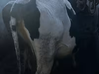 İnek, Sığır — foto 3