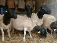 Bélier, Dorper sheep — photo 4