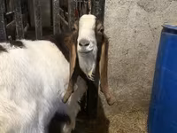 Boucs, Kamori goats — photo 3