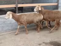Ram, Edilbay sheep — photo 3