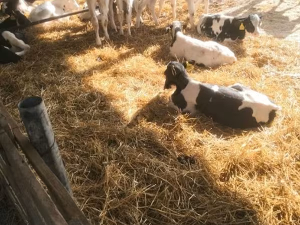 ثور, Swiss cattle
