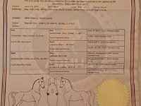 பெண் குதிரை, Dutch warmblood horse — புகைப்படம் 2