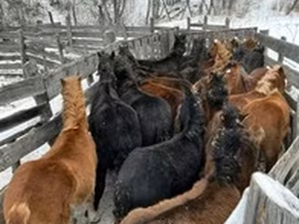 Horses