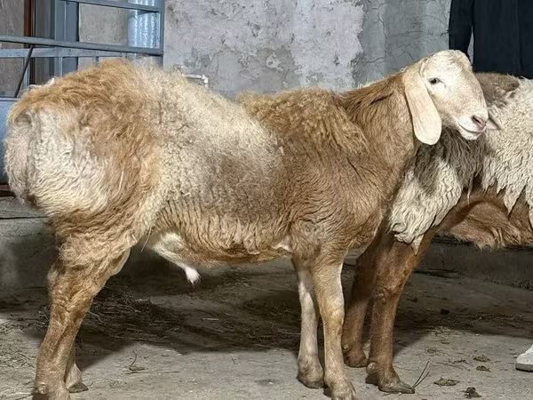 雄羊, 羊
