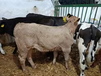 Toro, Ganado vacuno — foto 6