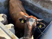 Taureau, Race Holstein — photo 2