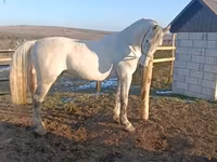 Cheval, Chevaux — photo 2