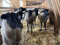 Brebis, Baerchuke sheep — photo 1