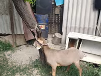كبش, Edilbay sheep — الصورة 2