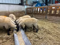 Ovelha, White Suffolk sheep — foto 2