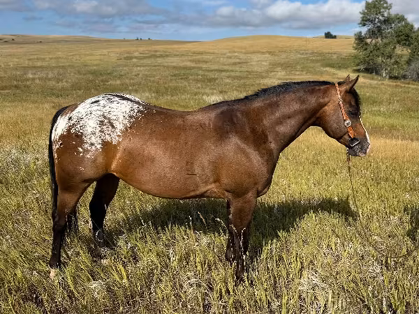 Hengst, Horses of Sable Island