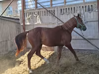 Cavalo, Arabian horse — foto 2