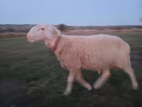 Widder, Assaf sheep — Foto 5