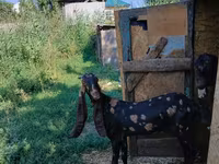 Keçi, Kamori goats — foto 2