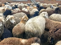 نعجة, Katum sheep — الصورة 3