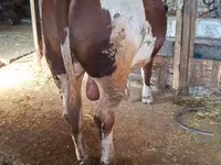 Toro, Simmental cattle — foto 2