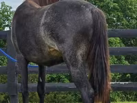 பெண் குதிரை, Rocky Mountain Horse — புகைப்படம் 5