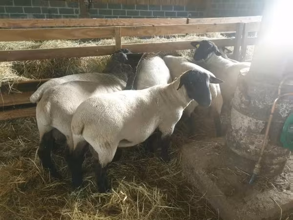 Koyun, Baerchuke sheep