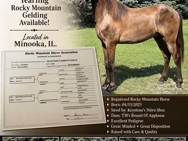 குதிரை, Rocky Mountain Horse