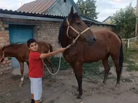 Kobyła, Thoroughbred horse — zdjęcie 6