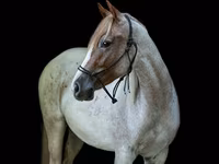 Kısrak, Quarter Horse — foto 3