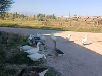 Geese — புகைப்படம் 2