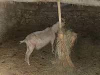 Ziege, Alpine goat — Foto 6
