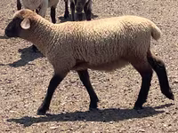 Baran, Hampshire sheep — zdjęcie 6