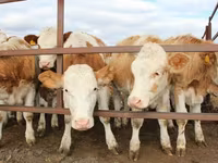 Toro, Simmental cattle — foto 2