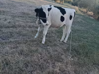 母牛, Holstein breed — 照片 1